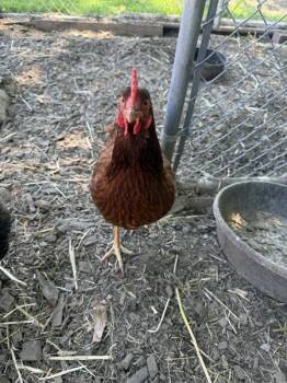 Chutney -  Chicken Bird Available for Adoption in Stratham, New Hampshire - Chutney | PetCurious