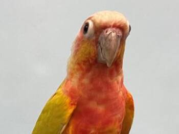 Iridescence -  Conure Bird for Adoption in Minneapolis, Minnesota - Iridescence | PetCurious
