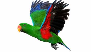 Upcoming Soon Rocky 25 YO Male Vosmaers Eclectus -  Eclectus Bird for Adoption in Vancouver, Washington - Upcoming Soon Rocky 25 YO Male Vosmaers Eclectus | PetCurious