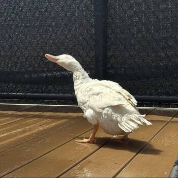 River (lays eggs!) -  Duck Bird for Adoption in Burlingame, California - River (lays Eggs!) | PetCurious