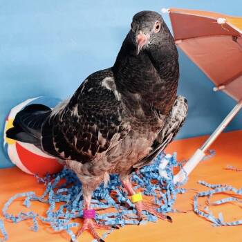 Arielle -  Pigeon Bird for Adoption in Chicago, Illinois - Arielle | PetCurious