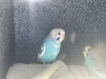 Parakeet Birds Available for Adoption - A527429 | PetCurious
