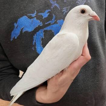 Dumpling -  Pigeon Bird for Adoption in Chicago, Illinois - Dumpling | PetCurious