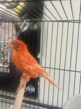 BMH / 960 / 2024 / 3,2 (BAGUE ROUGE) -  Canary Bird for Adoption in Montreal, Quebec - BMH / 960 / 2024 / 3,2 (BAGUE ROUGE) | PetCurious