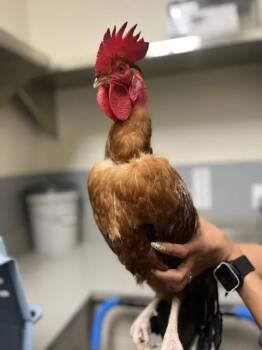 RUBEN -  Chicken Bird for Adoption in Las Vegas, Nevada - RUBEN | PetCurious