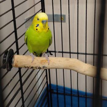 Parakeet Birds Available for Adoption - 21 | PetCurious