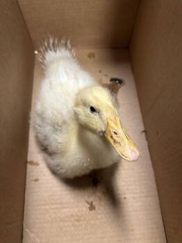Duck Birds Available for Adoption in Santa Cruz, California - Ducky A1408074 | PetCurious