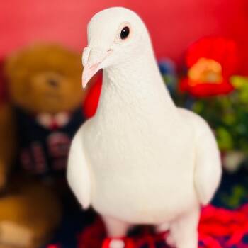 Soft Serve -  Pigeon Bird for Adoption in Chicago, Illinois - Soft Serve | PetCurious