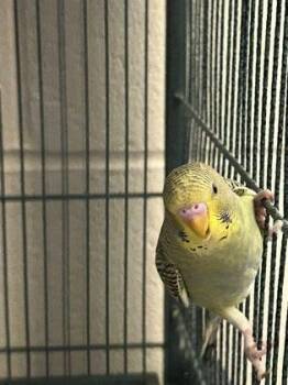 Budgie Budgerigar Birds Available for Adoption in Fairfax, Virginia - Chimera | PetCurious