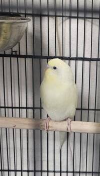Parakeet Birds Available for Adoption - A1261733 | PetCurious