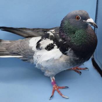Bullseye -  Pigeon Bird for Adoption in Chicago, Illinois - Bullseye | PetCurious