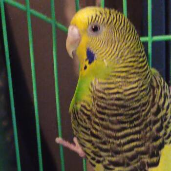 Zephyrus -  Budgie Budgerigar Bird for Adoption in Modesto, California - Zephyrus | PetCurious