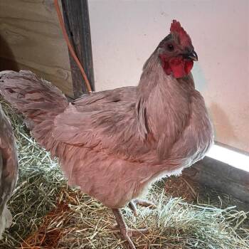 Chicken Birds Available for Adoption in Cheyenne, Wyoming - Mario | PetCurious