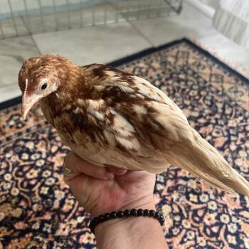 Nixie -  Chicken Bird for Adoption in Quakertown, Pennsylvania - Nixie | PetCurious