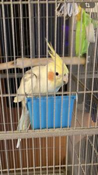 Cockatiel Birds Available for Adoption in Middletown Township, New Jersey - Peaches | PetCurious