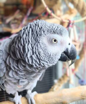 Lucy -  African Grey Bird for Adoption in Ballwin, Missouri - Lucy | PetCurious