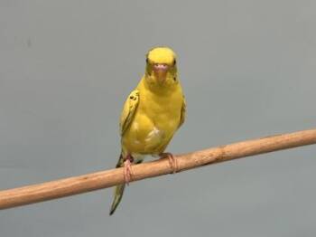 Drum -  Parakeet Bird for Adoption in Golden Valley, Minnesota - Drum | PetCurious