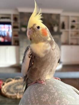Oscarita & Peekaboo -  Cockatiel Bird for Adoption in Branford, Connecticut - Oscarita & Peekaboo | PetCurious