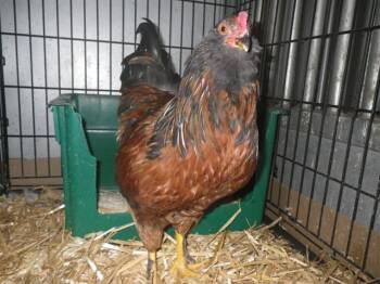 BASIL -  Chicken Bird Available for Adoption in Sacramento, California - BASIL | PetCurious