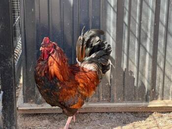 Chicken Birds Available for Adoption in Tustin, California - AVENGER | PetCurious