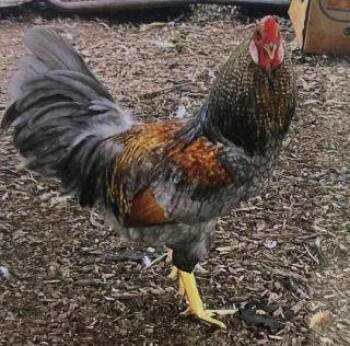 Andy (ID 52920) -  Chicken Bird for Adoption in Manassas, Virginia - Andy (ID 52920) | PetCurious