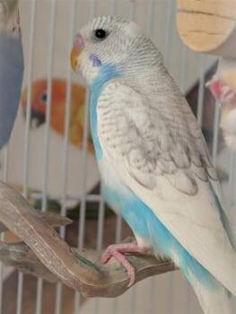 Brocoli -  Parakeet Bird for Adoption in Montreal, Quebec - Brocoli | PetCurious