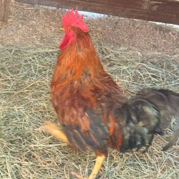 Mavrick -  Chicken Bird for Adoption in Cheyenne, Wyoming - Mavrick | PetCurious