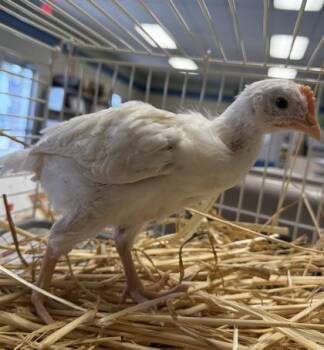 Per My Email -  Chicken Bird for Adoption in Roseville, California - Per My Email | PetCurious