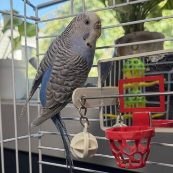 Feathered Wonder*Bonded w/ Sir Tweets a Lot* -  Parakeet Bird for Adoption in Kennebunk, Maine - Feathered Wonder*Bonded W/ Sir Tweets A Lot* | PetCurious