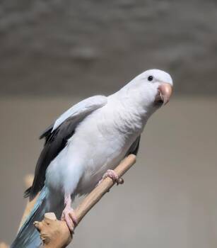 Buffy -  Quaker Parakeet Bird for Adoption in Ballwin, Missouri - Buffy | PetCurious