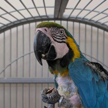 Macaw Birds Available for Adoption in Kanab, Utah - Nyla | PetCurious