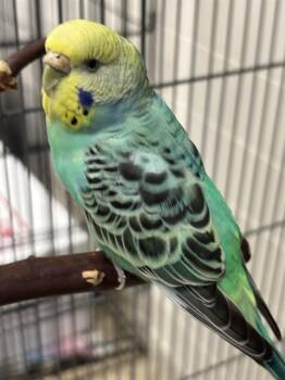 HOTDOG -  Parakeet Bird Available for Adoption in Leesburg, Virginia - HOTDOG | PetCurious