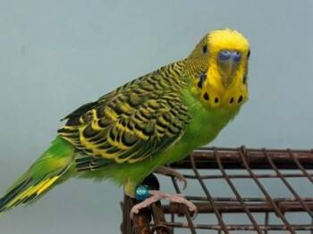 Bach -  Parakeet Bird for Adoption in Woodbury, Minnesota - Bach | PetCurious