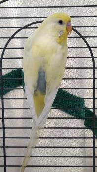 Lemon -  Budgie Budgerigar Bird for Adoption in Fairfax, Virginia - Lemon | PetCurious