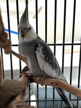 Cockatiel Birds Available for Adoption in Pittsburgh, Pennsylvania - Chanel (Cockateil ) | PetCurious