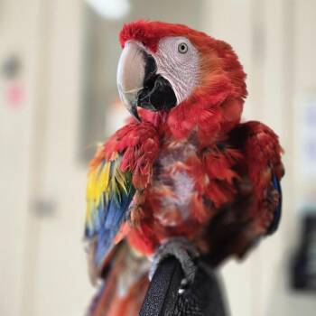 Macaw Birds Available for Adoption in Kanab, Utah - Pepper | PetCurious