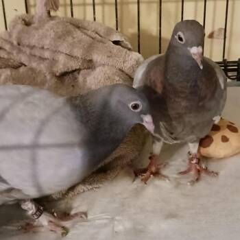 Pigeon Birds Available for Adoption in Chicago, Illinois - Swallowtail & Papillon (married Couple) | PetCurious