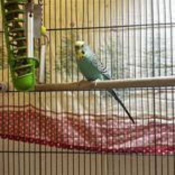 Parakeet Birds Available for Adoption - Rio And Sky | PetCurious