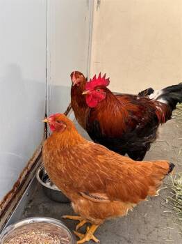 PROFESSOR -  Chicken Bird for Adoption in Tustin, California - PROFESSOR | PetCurious