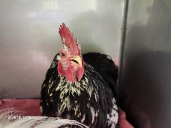 Chicken Birds Available for Adoption in Santa Cruz, California - OMLETTE | PetCurious