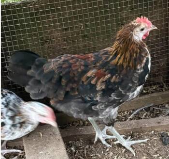 2.5mo Icelandic -  Chicken Bird for Adoption in Mount Vernon, Washington - 2.5mo Icelandic | PetCurious