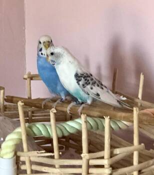 Pearl & Poppy -  Budgie Budgerigar Bird for Adoption in Ssl, Utah - Pearl & Poppy | PetCurious