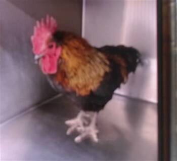 Chicken Birds Available for Adoption in Albuquerque, New Mexico - JULIAN | PetCurious