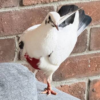Chickie -  Pigeon Bird for Adoption in Chicago, Illinois - Chickie | PetCurious