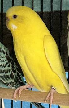 Budgie Budgerigar Birds Available for Adoption in Fairfax, Virginia - Yoga | PetCurious