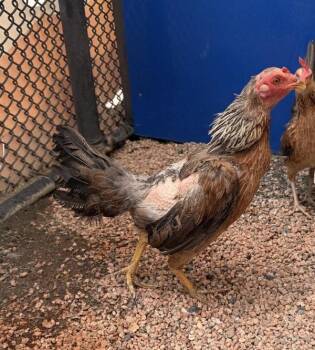 Chicken Birds Available for Adoption in Golden, Colorado - Scary Spice | PetCurious