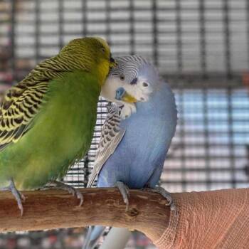 Parakeet Birds Available for Adoption in Kanab, Utah - Sky | PetCurious
