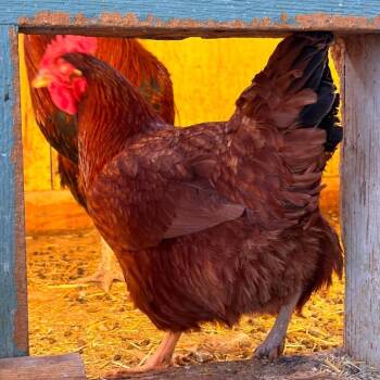 Sunny -  Chicken Bird for Adoption in Nampa, Idaho - Sunny | PetCurious