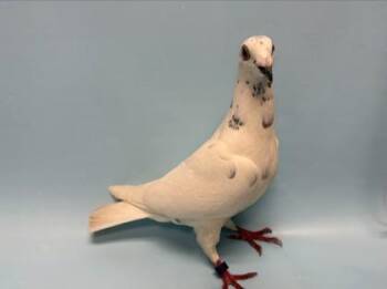 James -  Pigeon Bird for Adoption in Woodbury, Minnesota - James | PetCurious