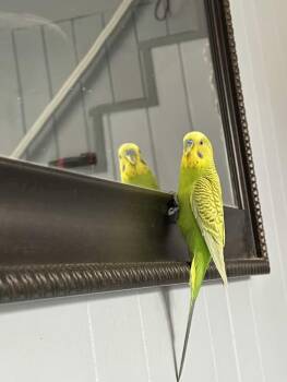 Lime -  Parakeet Bird for Adoption in Rumford, Maine - Lime | PetCurious